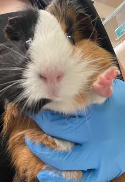 Juniper - Male - Guinea Pig