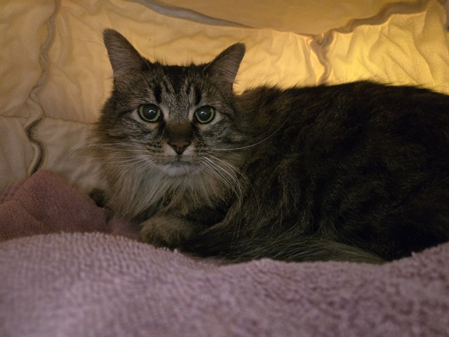 Lilo - Female - Domestic LH