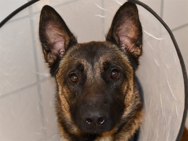 Canelo - Male - Belgian Malinois-Mix