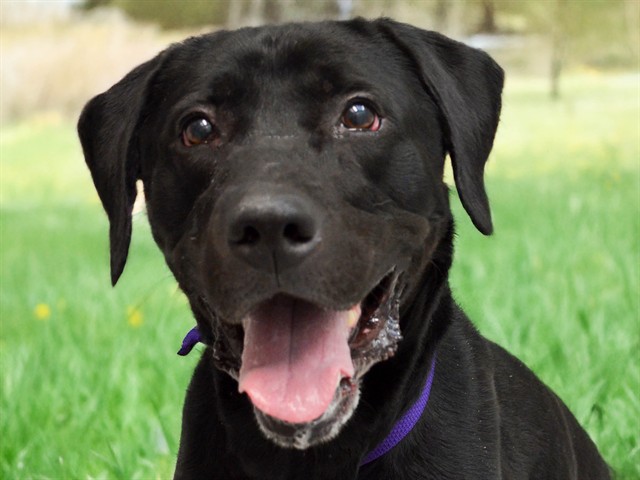 Buddy - Male - Labrador Retriever