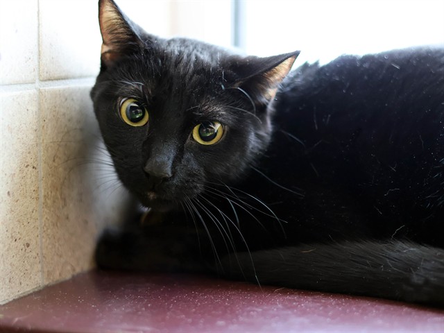 Xavier - Male - Domestic MH