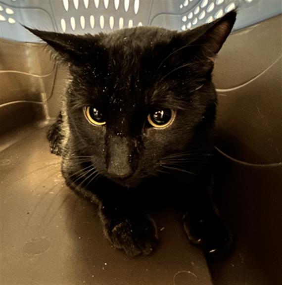 Checkers - Male - Domestic SH