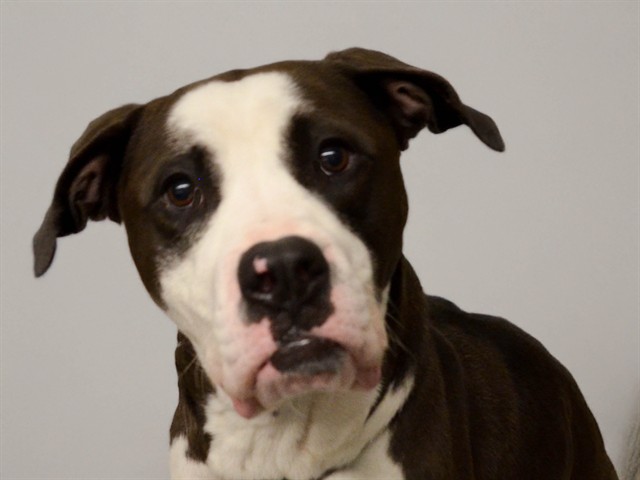 Daisy - Female - Pit Bull-Mix