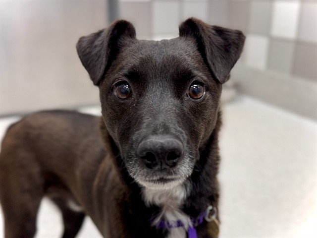 Ace - Male - Terrier-Mix