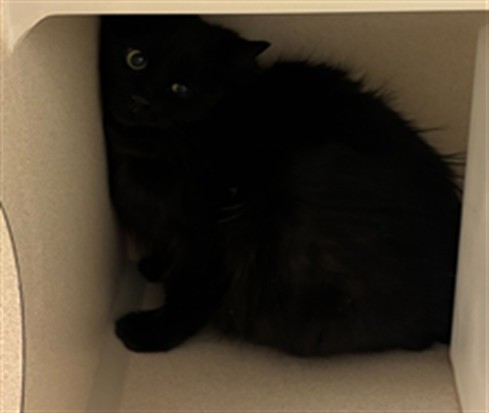  - Unknown - Domestic LH