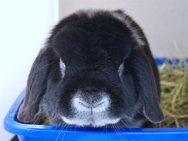 Chief Hopper - Male - Lop