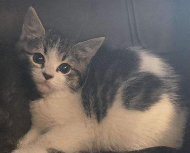 Josephine - Female - Domestic SH