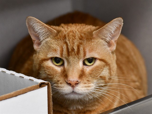 Morgan - Female - Domestic SH