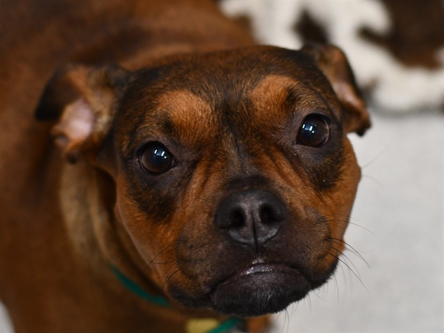 Brownie - Female - Nonspecific