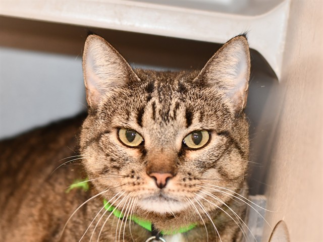 Claire - Female - Domestic SH