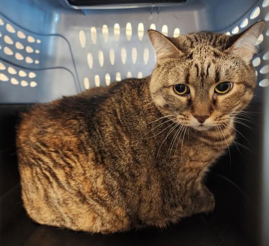 Matilda - Female - Domestic SH