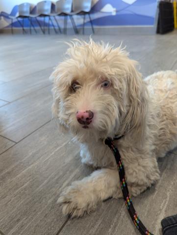 Paulette - Female - Miniature Poodle-Mix