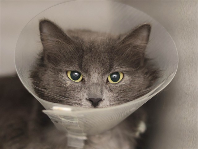 Tilly - Female - Domestic SH