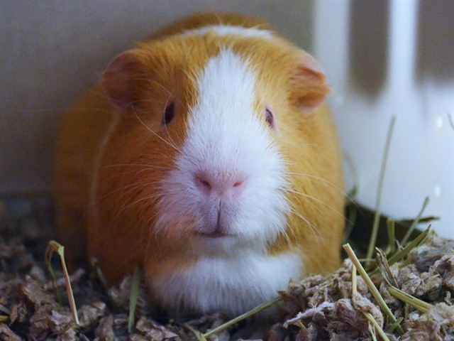 Stoop Kid - Male - Guinea Pig