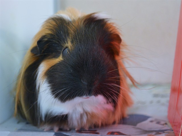 Veronica Lake - Female - Guinea Pig