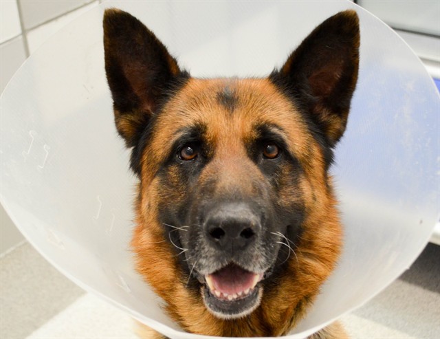 Thor - Male - German Shepherd