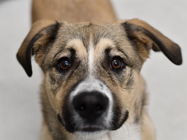 Toby - Male - Anatolian-German Shepherd