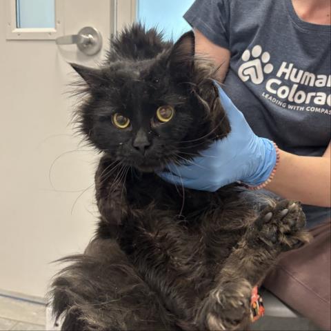 Atlas - Male - Domestic LH