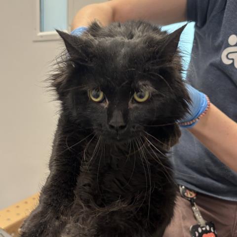 Evan - Male - Domestic LH