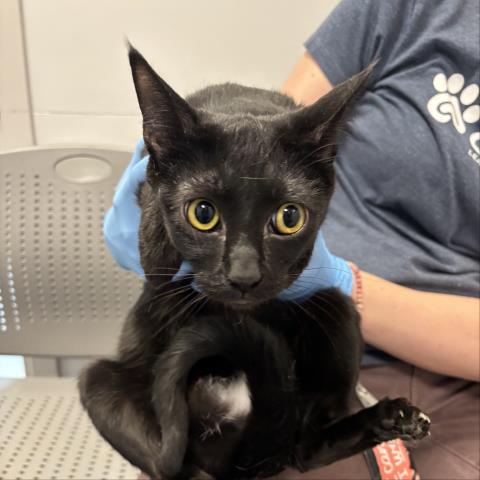  - Female - Domestic SH