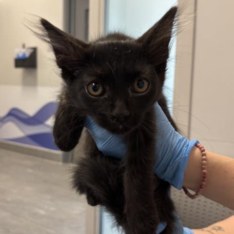 Steven - Male - Domestic MH