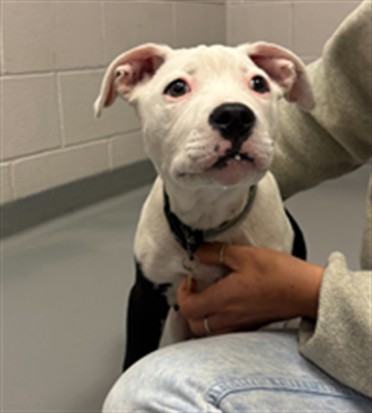 Olaf - Male - Pit Bull-Mix