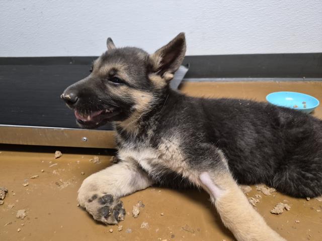  - Male - Nonspecific