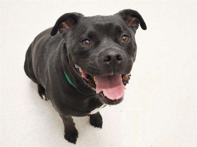 Billie Jean - Female - Labrador Retriever-Boxer