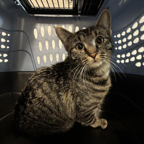  - Female - Domestic SH