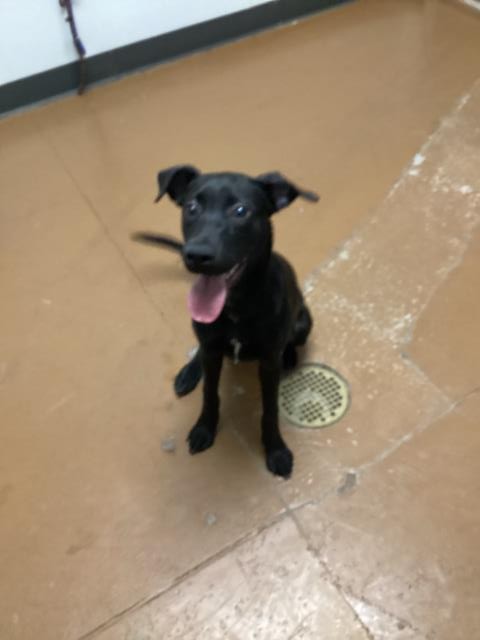 Glitter - Female - Nonspecific