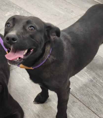 Cherry Pie - Female - Nonspecific