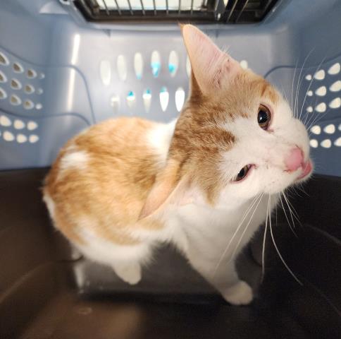 Squiggleworm - Male - Domestic SH