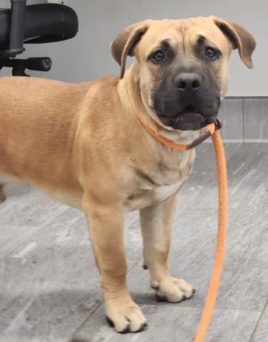 Crumpet - Male - Pit Bull-Mix