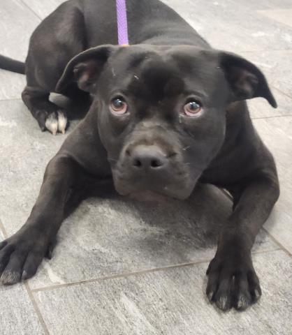 Cupcake - Female - Pit Bull-Mix
