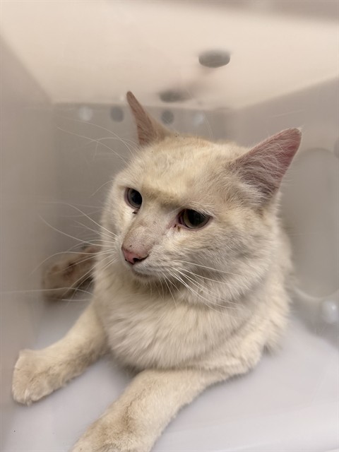  - Unknown - Domestic SH