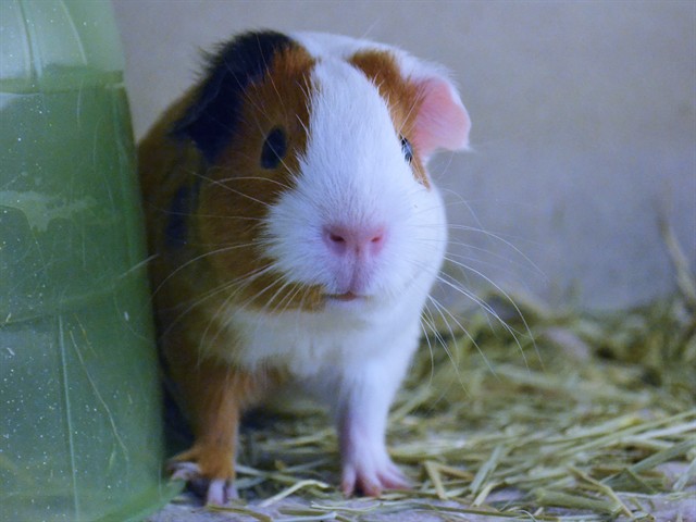 Hilda - Female - Guinea Pig