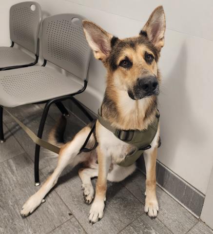 Bane - Male - German Shepherd-Siberian Husky