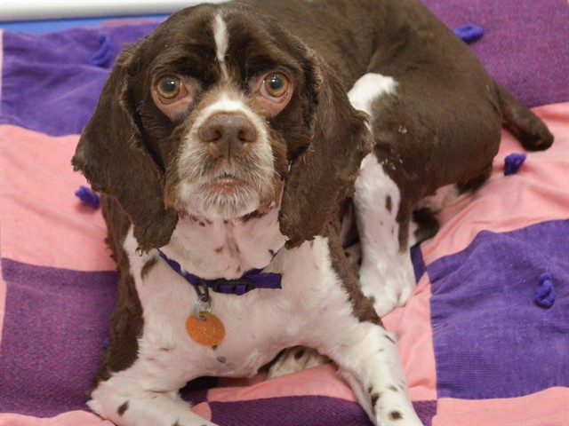 Willie - Male - Cocker Spaniel