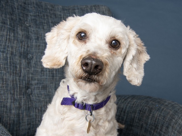 Grumpy - Male - Miniature Poodle-Mix