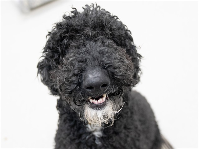 Charlie - Male - Standard Poodle-Mix