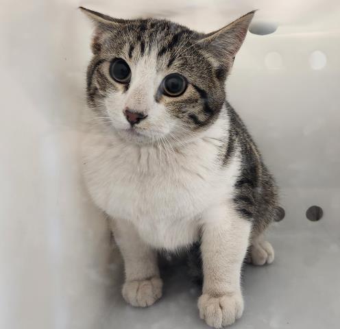  - Unknown - Domestic SH