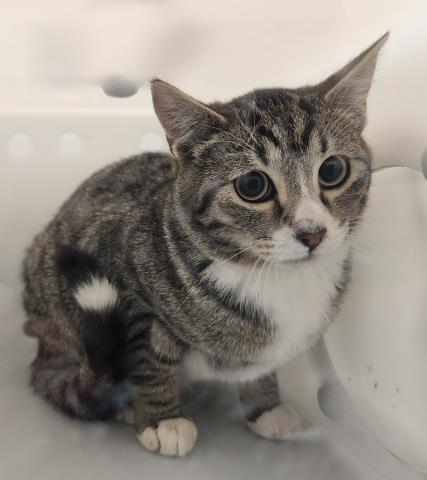  - Unknown - Domestic SH