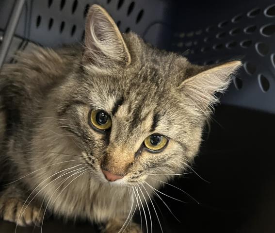  - Female - Domestic LH