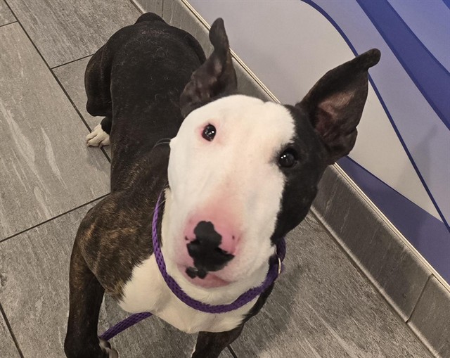  - Male - Bull Terrier