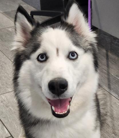  - Female - Siberian Husky