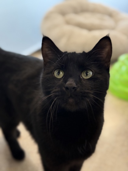 Molly - Female - Domestic SH