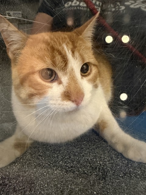  - Male - Domestic SH