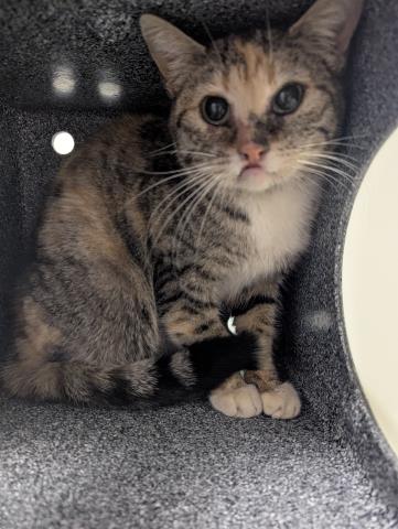  - Unknown - Domestic SH