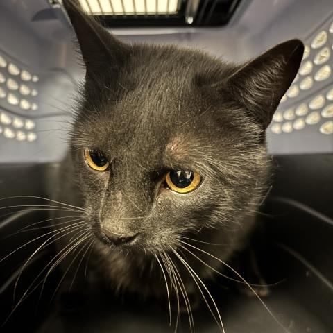  - Female - Domestic SH