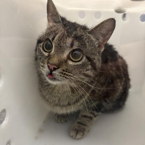  - Unknown - Domestic SH